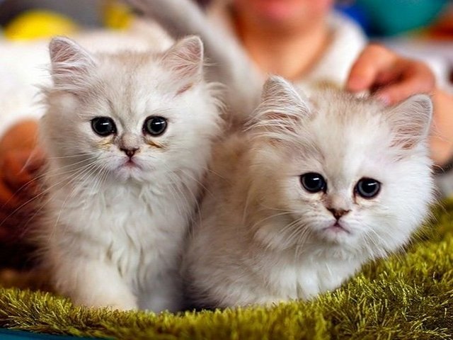 Породы кошек в Павловской | ЗооТом портал о животных